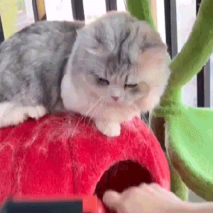 Removedor de Pelos Pawzly