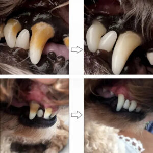 Tratamento Dental Pet | Caneta, Lavizoo e Ultrassônico – ForPatas
