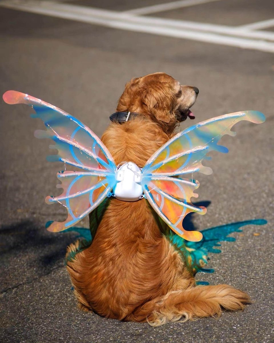 Asas de Borboleta Pet Brilhante - Kinect™ - Imagem 4