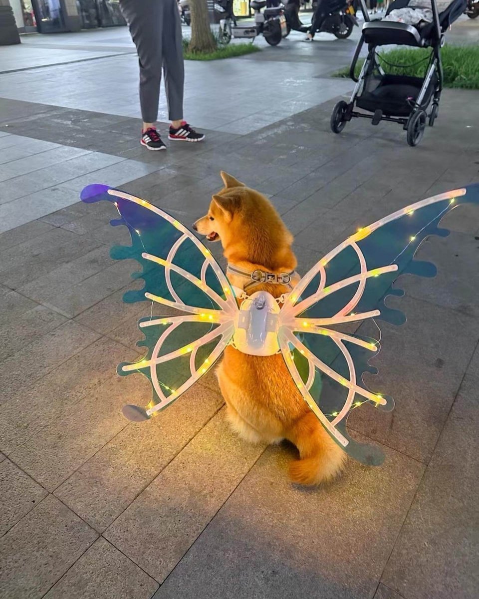 Asas de Borboleta Pet Brilhante - Kinect™ - Imagem 3