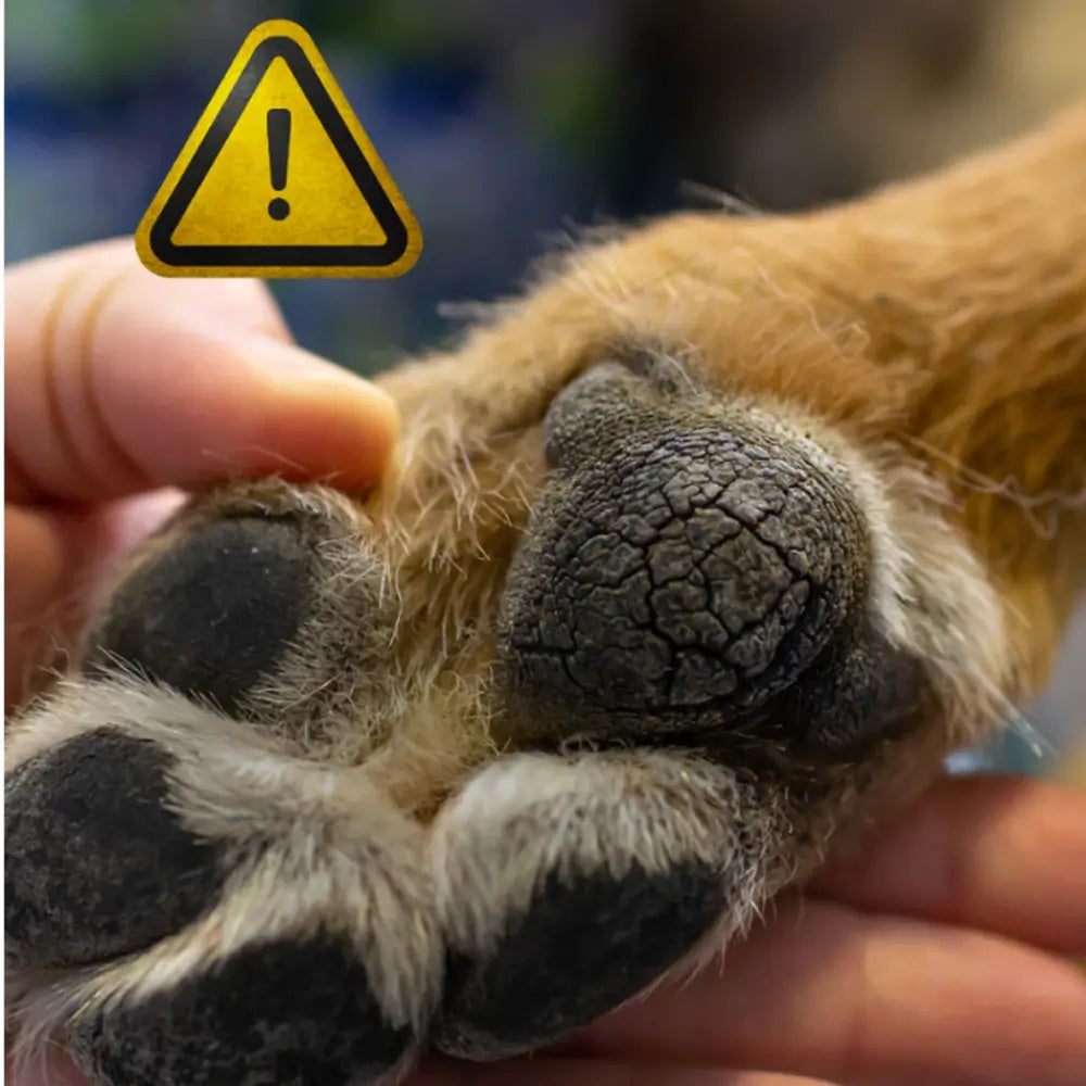 Hidratante para Patas Ressecadas de Cachorro e Gato Lambível CuidaPatinhas - Imagem 4