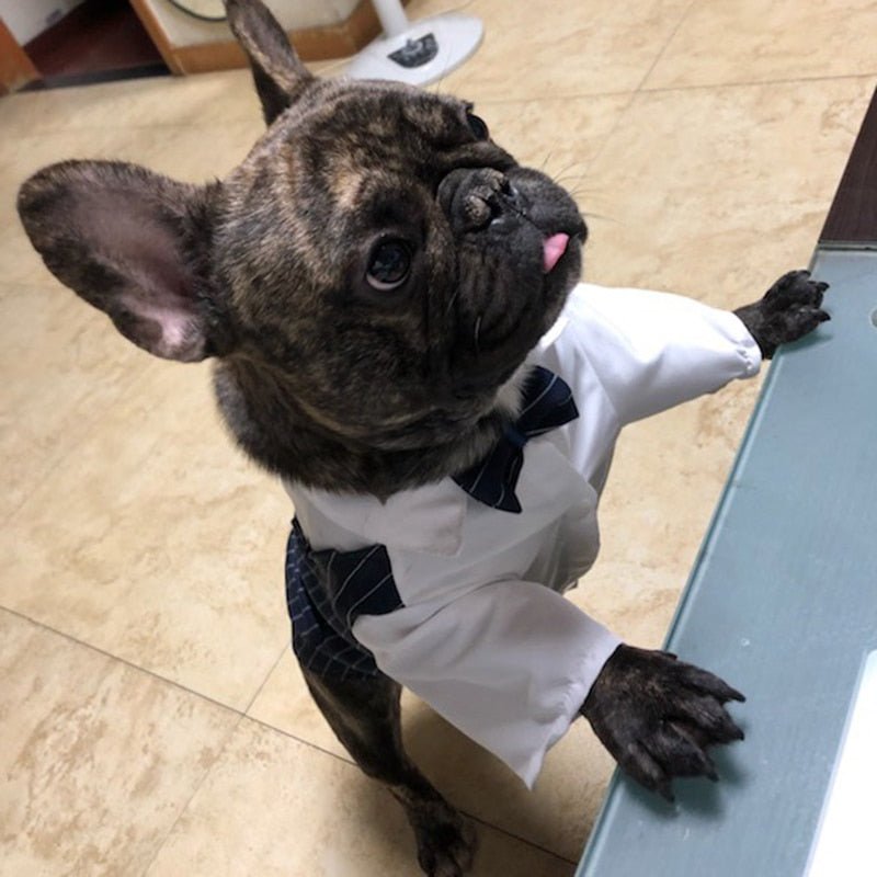 Roupa Estilo Terno Elegante Para Pet - Barkify™ - Imagem 9